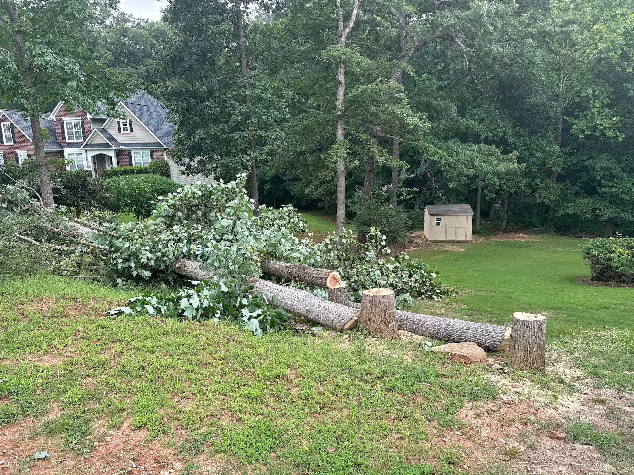 Tree services background